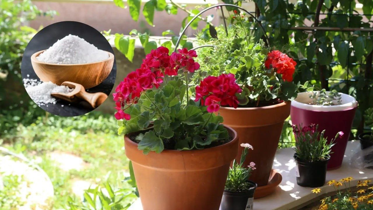 epsom-salt-for-fast-plant-growth-hindi epsom-salt-for-fast-plant-growth-hindi