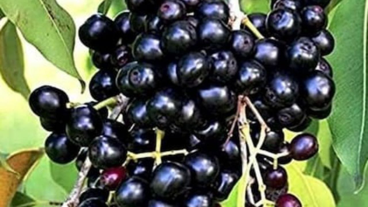 jamun-beej-benefits-diabetes-skin-glow-2025 jamun-beej-benefits-diabetes-skin-glow-2025