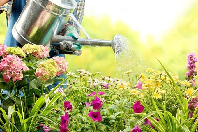 plant-growth-tips-important-points-hindi plant-growth-tips-important-points-hindi