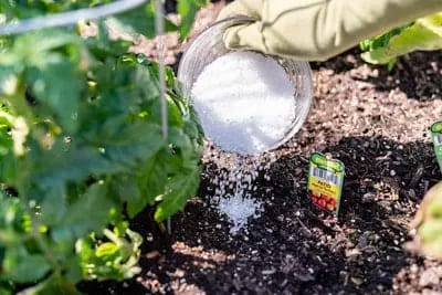 why-epsom-salt-is-important-for-plants why-epsom-salt-is-important-for-plants